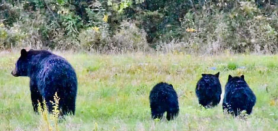 Bears