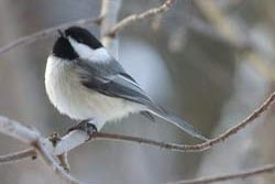 Chickadee