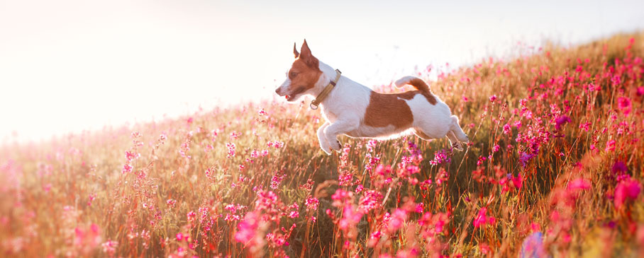 Pet Friendly lodging in the white mountains of NH