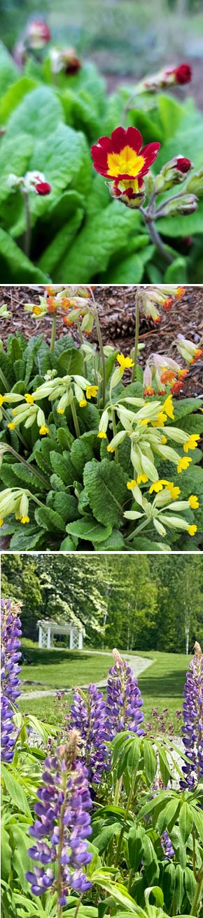 Springtime Flowers