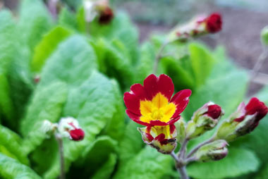 Enchanting Springtime Flowers