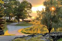 Willow Tree Sunset at Adair
