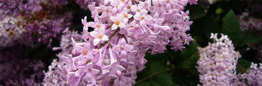 Lilac Festival