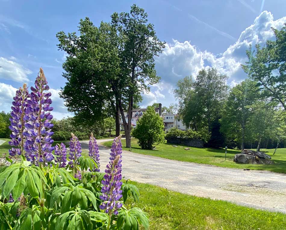 Lupins at Adair Inn