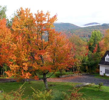 Foliage