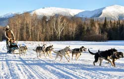 Dog Sledding