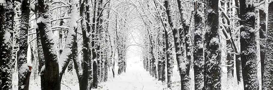 Winter Wonderland
